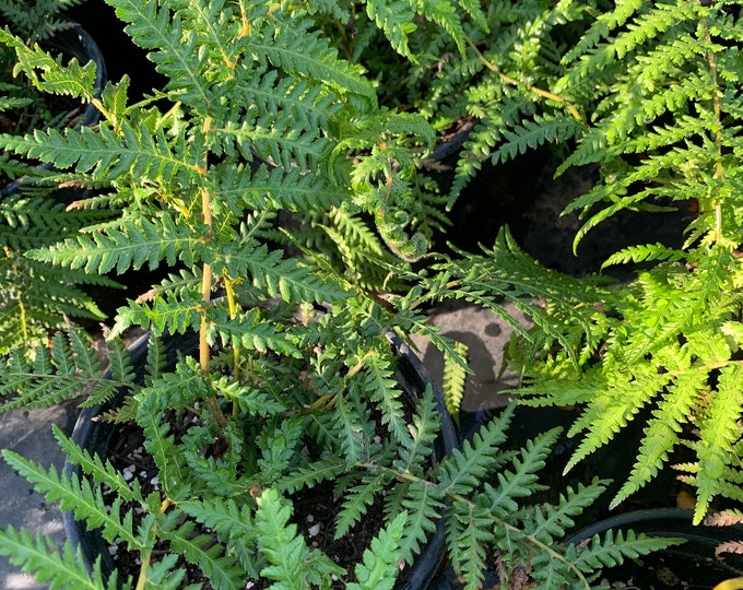 Dicksonia Fern-1 gallon