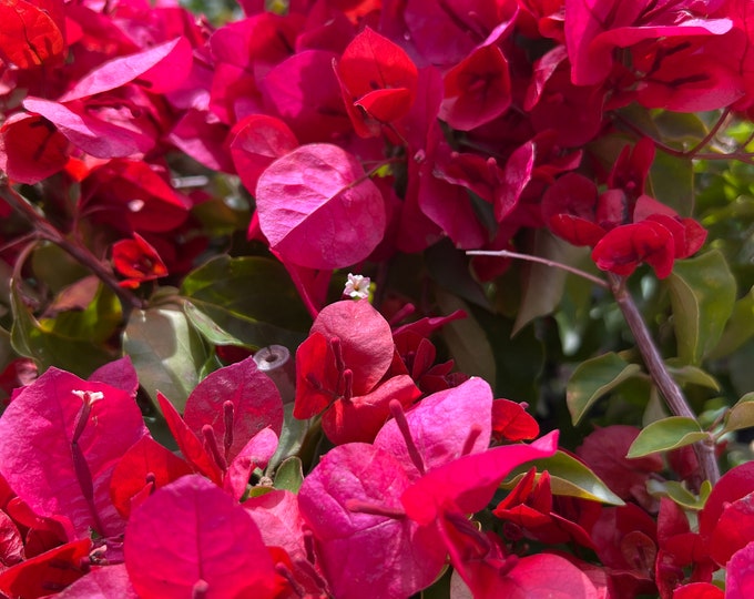 Sharon Wesley Bougainvillea- 2ft tall ship in 1gal pot