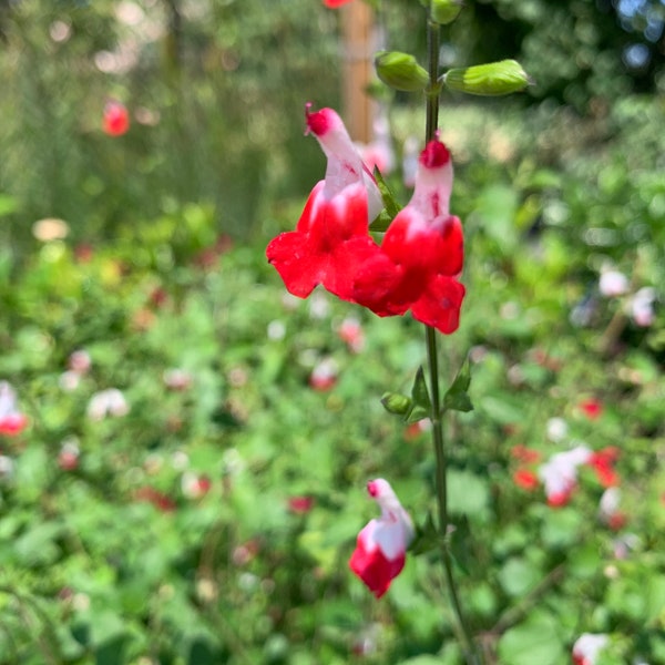 Salvia ‘Hot Lips’ Live Plant 1ft tall, ship in 6” poy