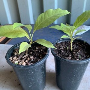 Gold Champaca 1 Live Plant