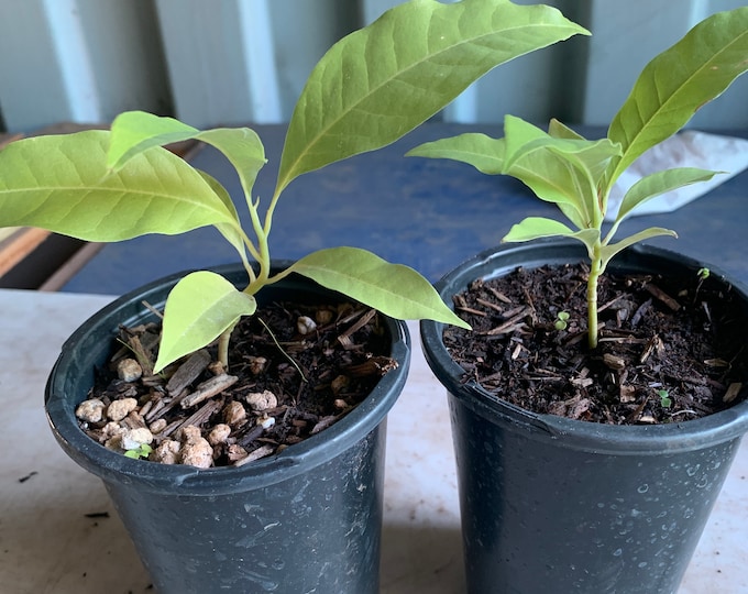 Gold Champaca 1 Live Plant