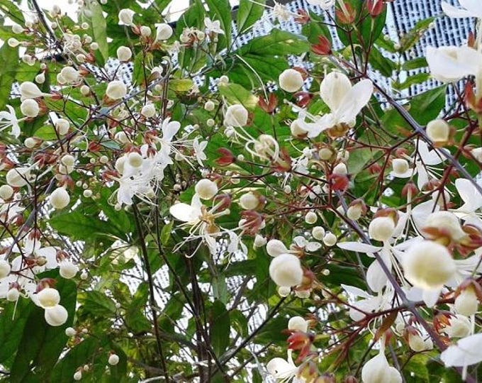 Clerodendrum schmidtii - Cây Dạ Ngọc Minh Châu -  1 plants  - 2 to 3  feet long  - ship in 3 gal pot