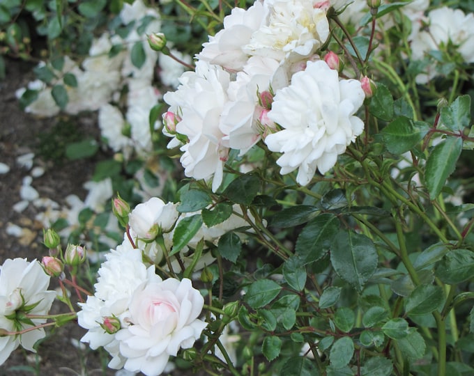 Rosa Seafoam Live Plant 6” Pot