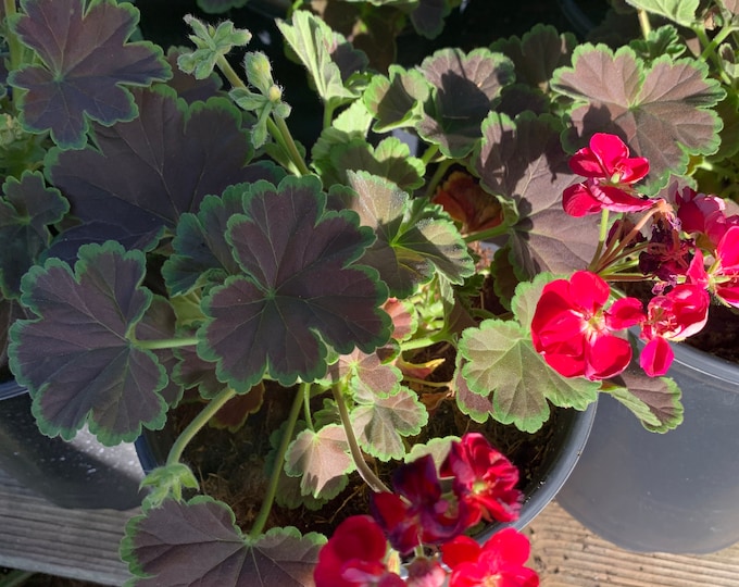 Geranium Brocade Cherry Night 1 Live Plant  Ship in 6" Pot