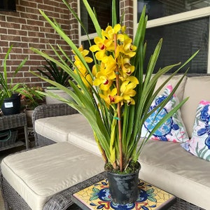 Yellow Orchid Cymbidium- 2 Feet Tall - Ship in pot