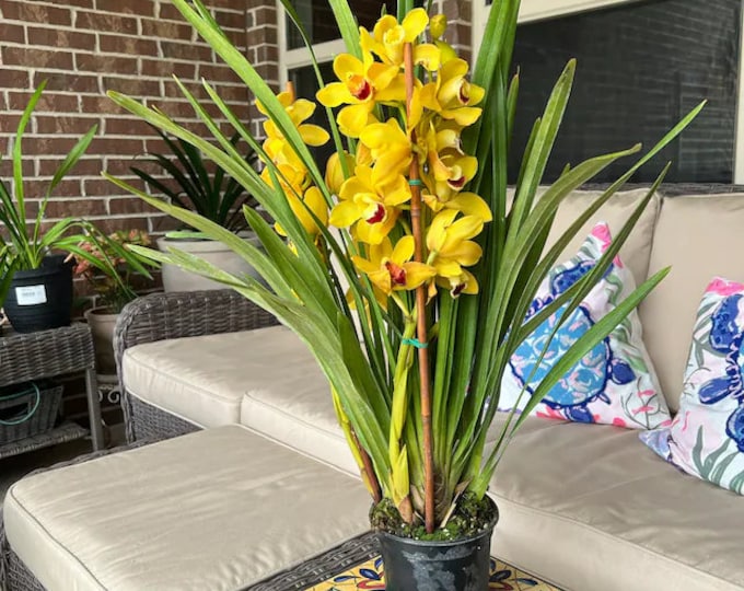 Yellow Orchid Cymbidium- 2 Feet Tall - Ship in pot