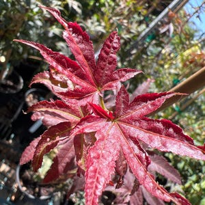 May include: A close-up of a red Japanese maple tree with delicate, lacy leaves. The leaves are a vibrant shade of red, with a hint of green at the edges. The tree is growing in a pot, and the background is blurred.