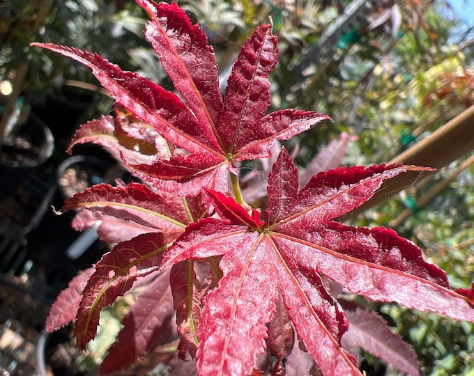 Winters Columnar Red Japanese Maple- 1 Live Plant  Ship in 6" Pot