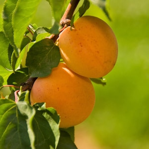 May include: Two ripe apricots hanging from a tree branch. The apricots are a bright orange color and have a smooth, shiny skin. The apricots are surrounded by green leaves.