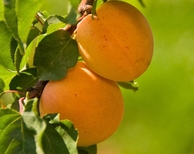 Apricot 'Tropic Gold' Tree - 2 to 3 Feet Tall - Ship in pot