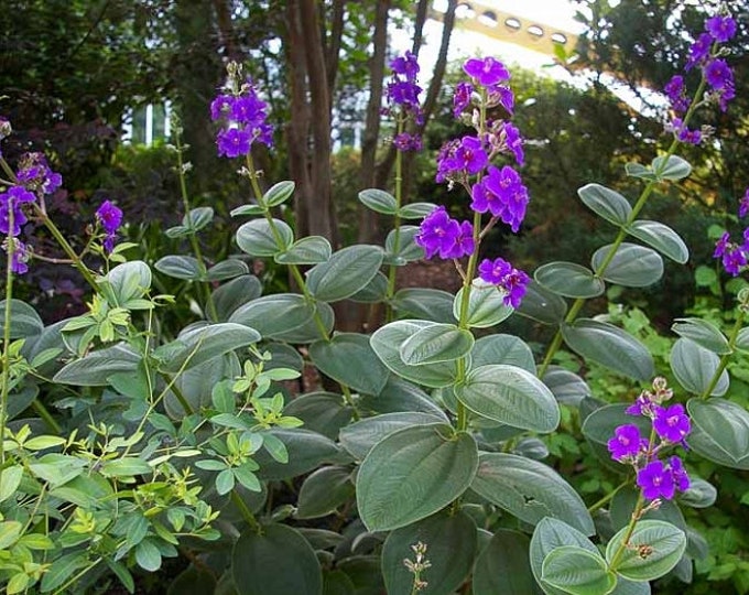Tibouchina Heteromalla Silverleafed Princess Flower 1 Live Plant 3Gal  pot