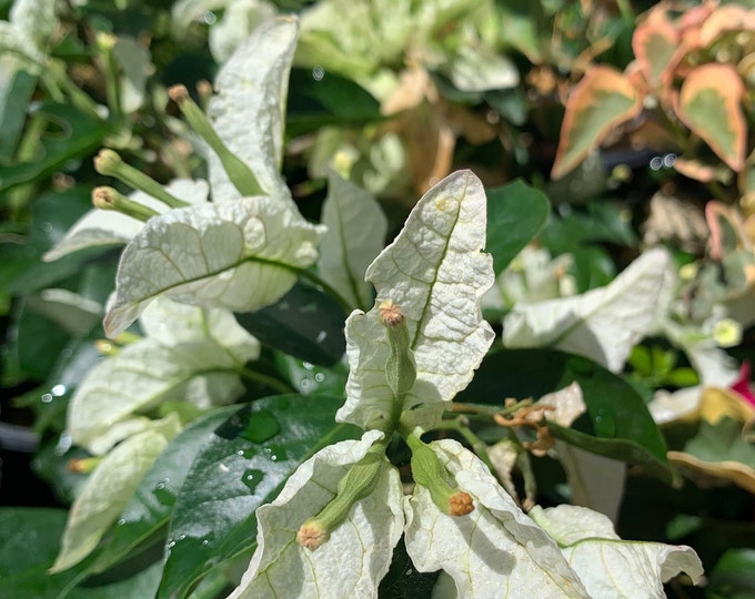 Bougainvillea Mauna Kea - Live plant 1 ft tall ship in 6” pot