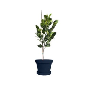Jakfruit -1  feet tall   - ship in 6&quot; pot