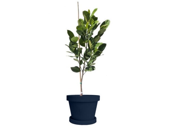 Jakfruit -1  feet tall   - ship in 6" pot