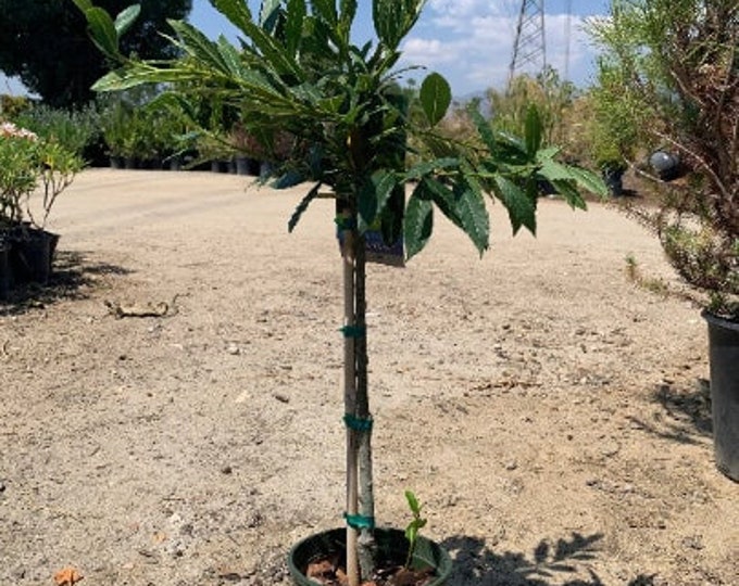 Little ragu sweet bay- live plant 1 to 2ft tall in 6” pot