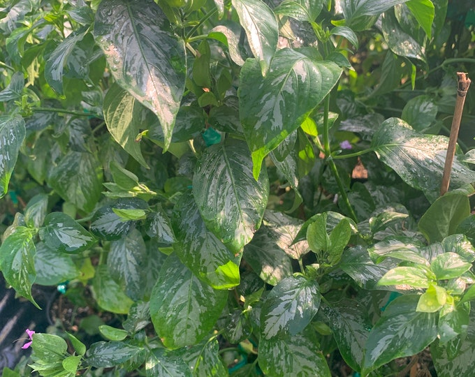 Magenta Leaf ( Lá Cẩm ) 1 Live Plant 2ft tall 6” Pot