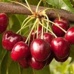 May include: A bunch of ripe, dark red cherries hanging from a tree branch. The cherries are clustered together and have a glossy finish.