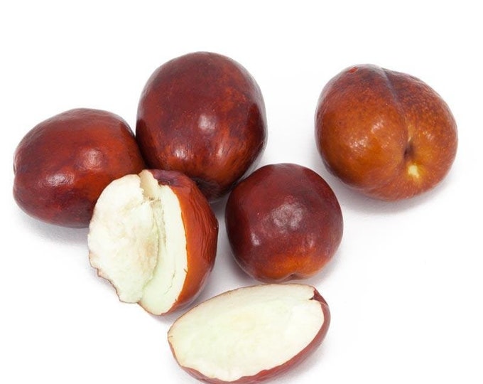 Li jujube -  3 to 4  feet tall - grafted tree - bigger trunk - ship in 3gal pot