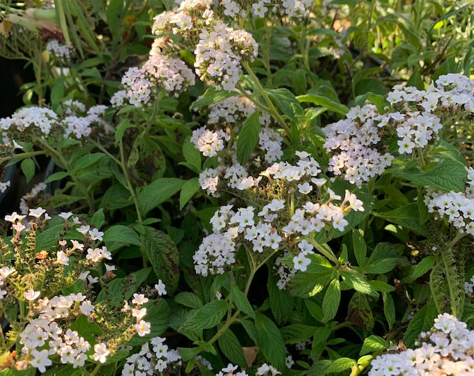 White Heliotrope ‘Heliotropium Arborescens’ Live Plant 6” pot