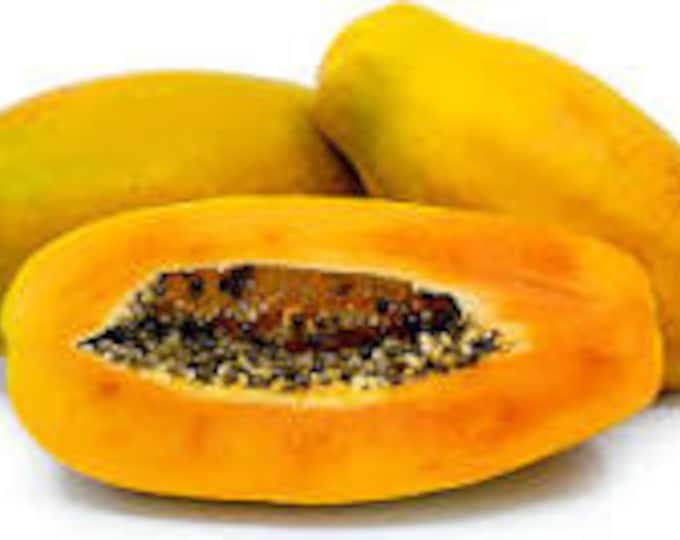 Papaya -1  feet tall  -  ship in 6" pot