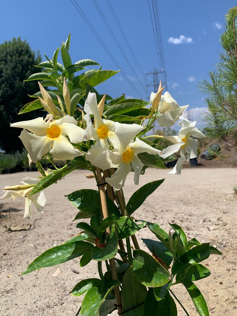 PlantNation111 Mandevilla Sun Parasol - Thumbnail 2