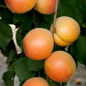 Katy Apricot  - 3 to 4 Feet- Ship in 3Gal Pot