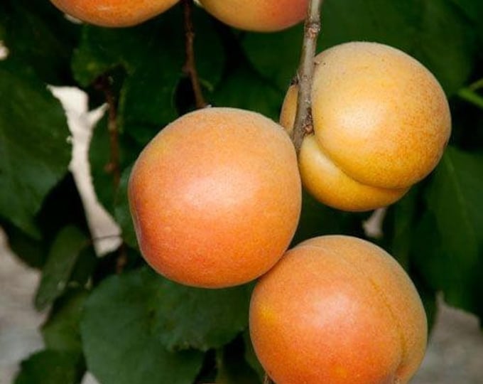 Katy Apricot  - 3 to 4 Feet- Ship in 3Gal Pot