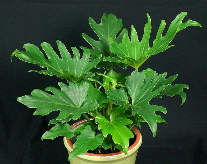PHILODENDRON SELLOUM - 1 Plants - 1 Feet Tall - Ship in - Ship in 6" Pot