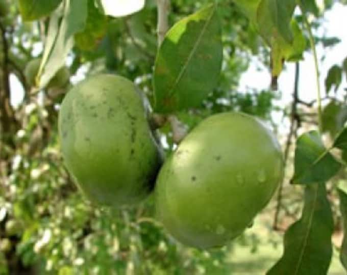 Black Sapote - 1 Plants -  2  to 3 Feet Tall - Ship in 3Gal Pot
