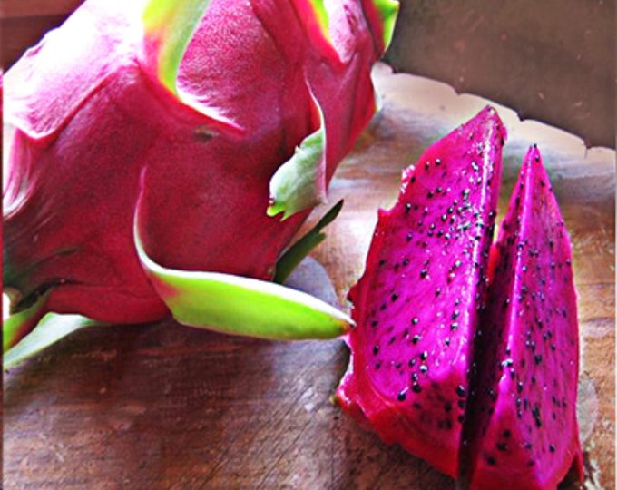 Dragon Fruit ‘American Beauty’ 1 live plant Ship in 6" Pot