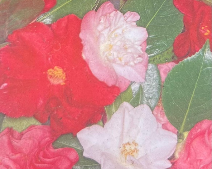 Assorted Camellia-1-2 ft ship in 1gal pot