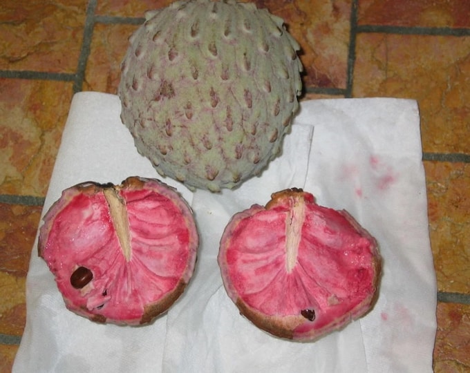 Red ilama Fruit Tree - Grafted Tree - Ship in pot
