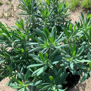 Euphorbia Wulfenii Spurge Live Plant, Ship in 6 Pot image 3