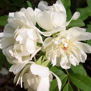 May include: A cluster of white rose blossoms with delicate petals and yellow centers. The roses are in full bloom and are surrounded by green leaves.