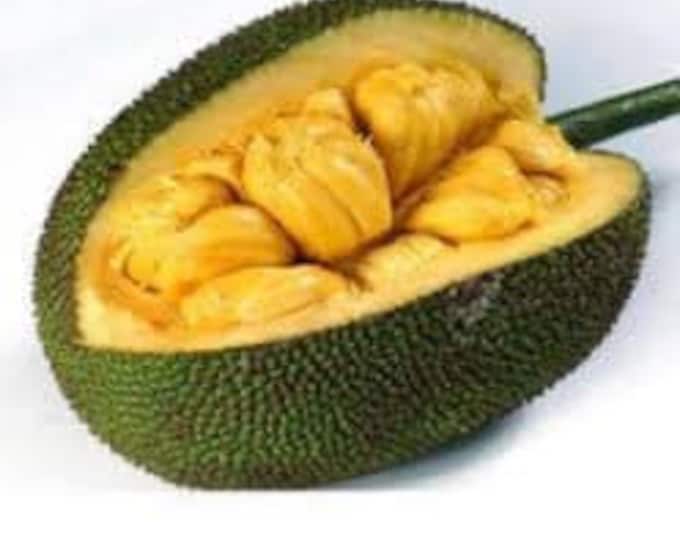 Cheena jackfruit tree grafted - 2 to 3  feet tall   - ship in 3 gal pot