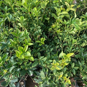 Sweet Olive (Osmanthus Fragrans) Live Plant 1 to 2 Feet Tall  Ship in 6&quot; Pot
