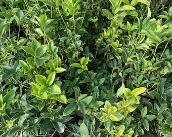 Sweet Olive (Osmanthus Fragrans) Live Plant 1 to 2 Feet Tall  Ship in 6" Pot