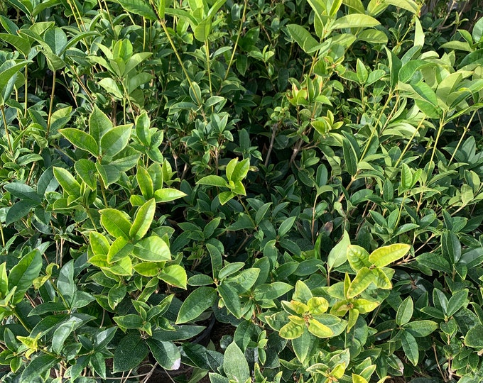 Sweet Olive (Osmanthus Fragrans) Live Plant 1 to 2 Feet Tall  Ship in 6" Pot