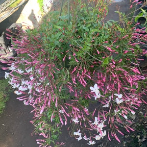 Pink Jasmine - 3 to 4 Feet Tall - Ship in 3Gal Pot