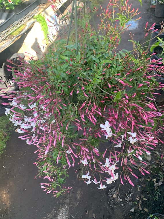 Pink Jasmine Hanging 1 live plant 4-6 pot