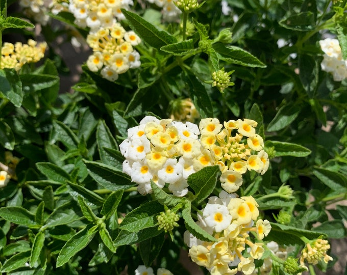 Lantana Light Yellow  Ship in 6" Pot