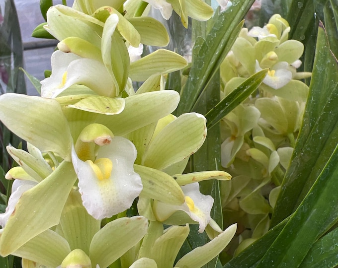 White&Light Green Orchid Cymbidium- 2 Feet Tall - Ship in pot