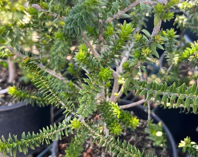 Melaleuca diosmifolia – Green Honey Myrtle  Ship in 6" Pot