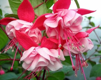 Fuchsia New Fascination 1 Live Plant Ship in 6" Pot