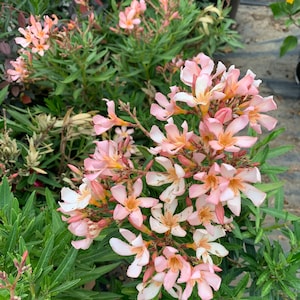 May include: A close-up of a pink oleander bush with many delicate flowers in bloom. The flowers have a soft, peachy hue and are clustered together in a beautiful display.