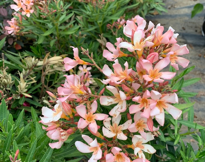Nerium Oleander Petite Salmon 1 Live Plant  Ship in 6" Pot