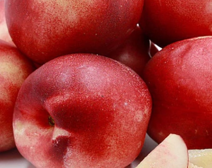 Nectarine Snow Queen-  4 ft ship in 3 gal pot