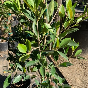 Ficus Nitida 1 Live Plant Ship in 6 Pot image 2