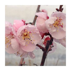 Prunus mume ‘Bongo’ APRICOT - 2 to 3 Feet Tall - Ship in pot