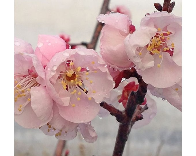 Prunus mume ‘Bongo’ APRICOT - 3 to 4 Feet Tall - Ship in 3Gal pot